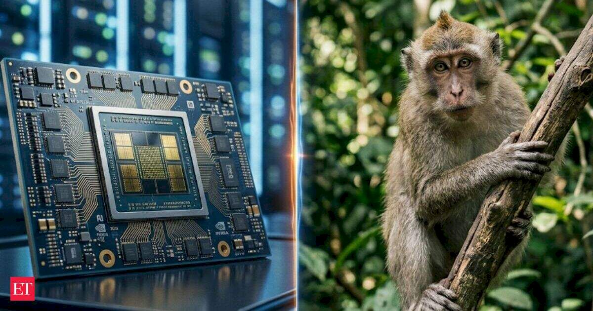 China’s drug race slows as lab monkey prices surge