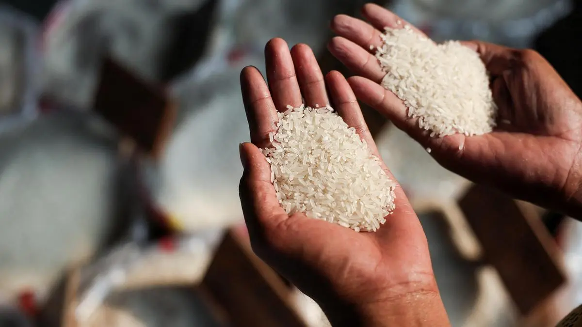 India to release gene-edited rice Pusa DST1 for rabi season