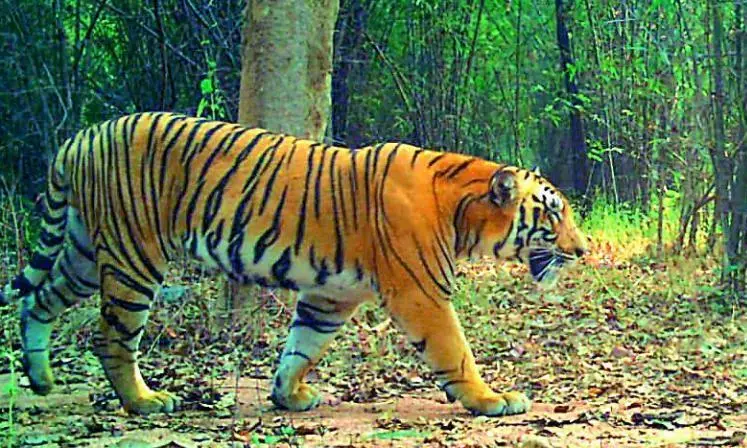 Tiger movement triggers panic in Devarshola tea garden