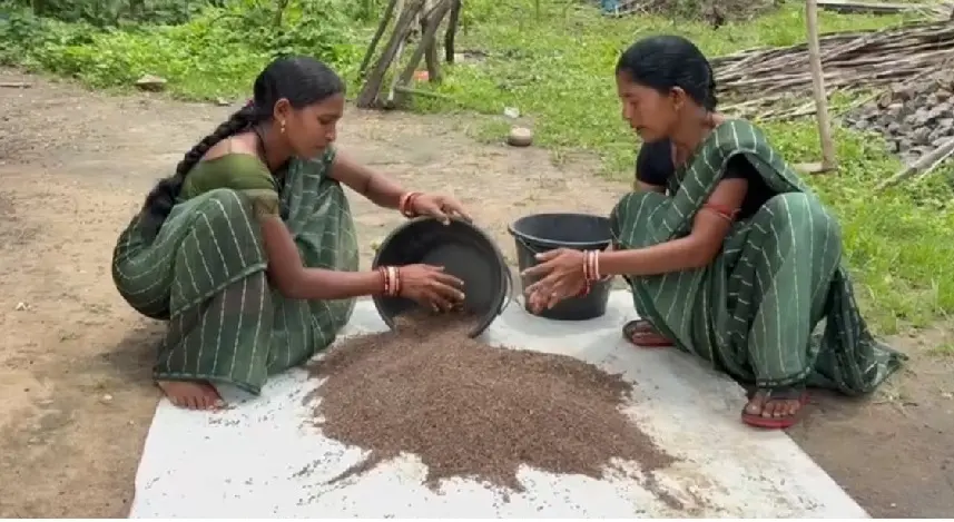 Odisha tribal women swap ganja for black rice, earn Rs 5,000 a month