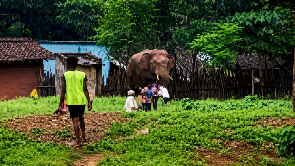 Tusker steals rice sack from home in Odisha's Sundargarh