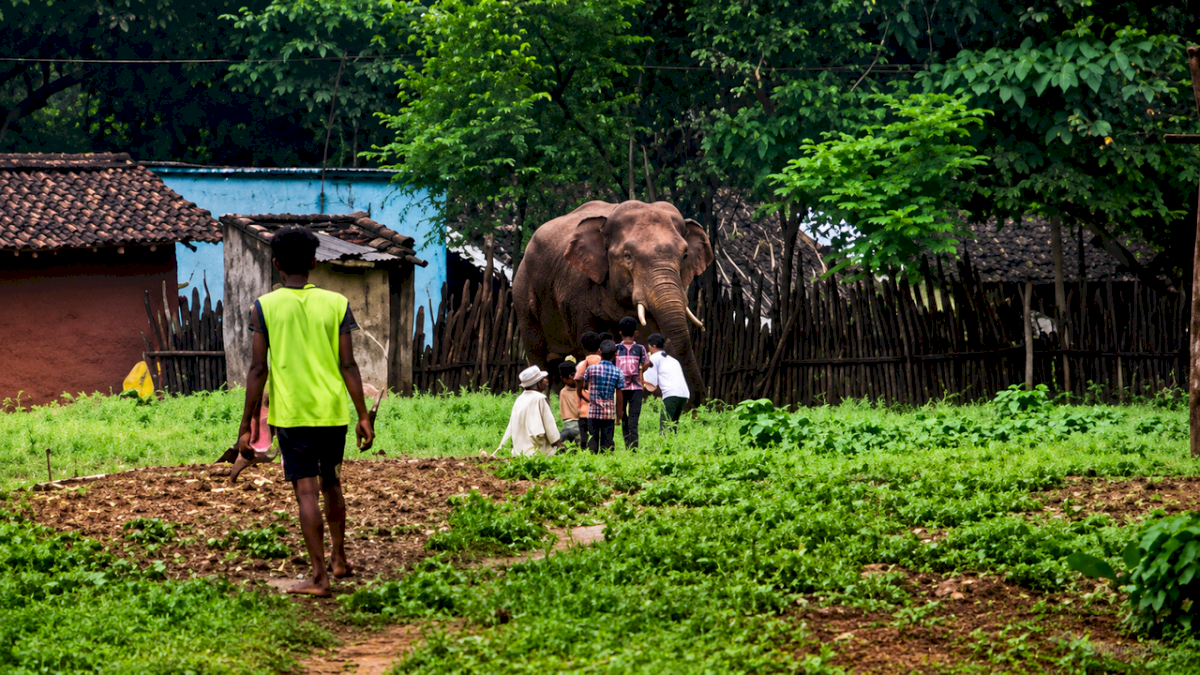 Tusker steals rice sack from home in Odisha's Sundargarh