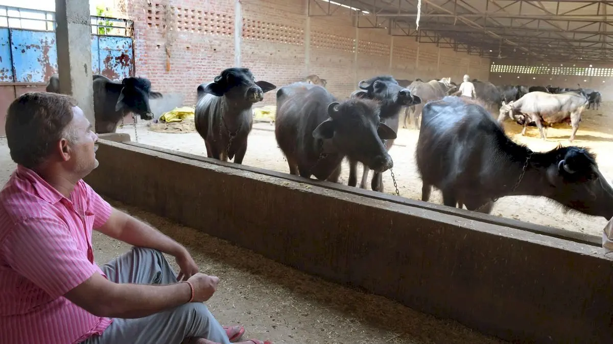 UP dairy initiatives provide jobs for over 2.25 lakh, says government