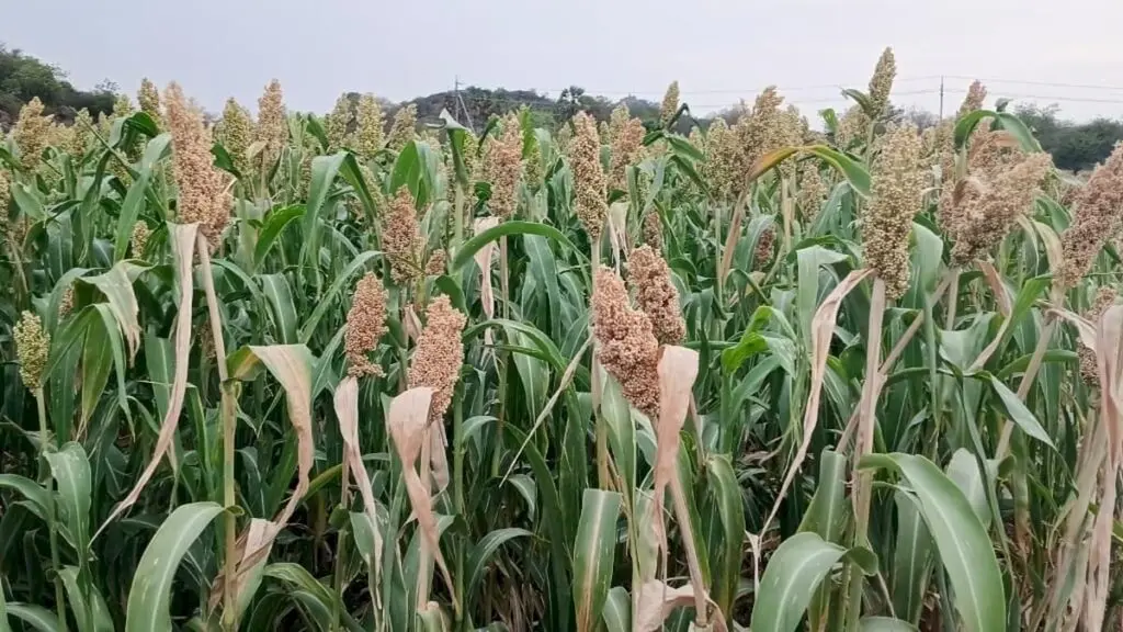Tiruchi farmers urged to spray PPFM to beat drought