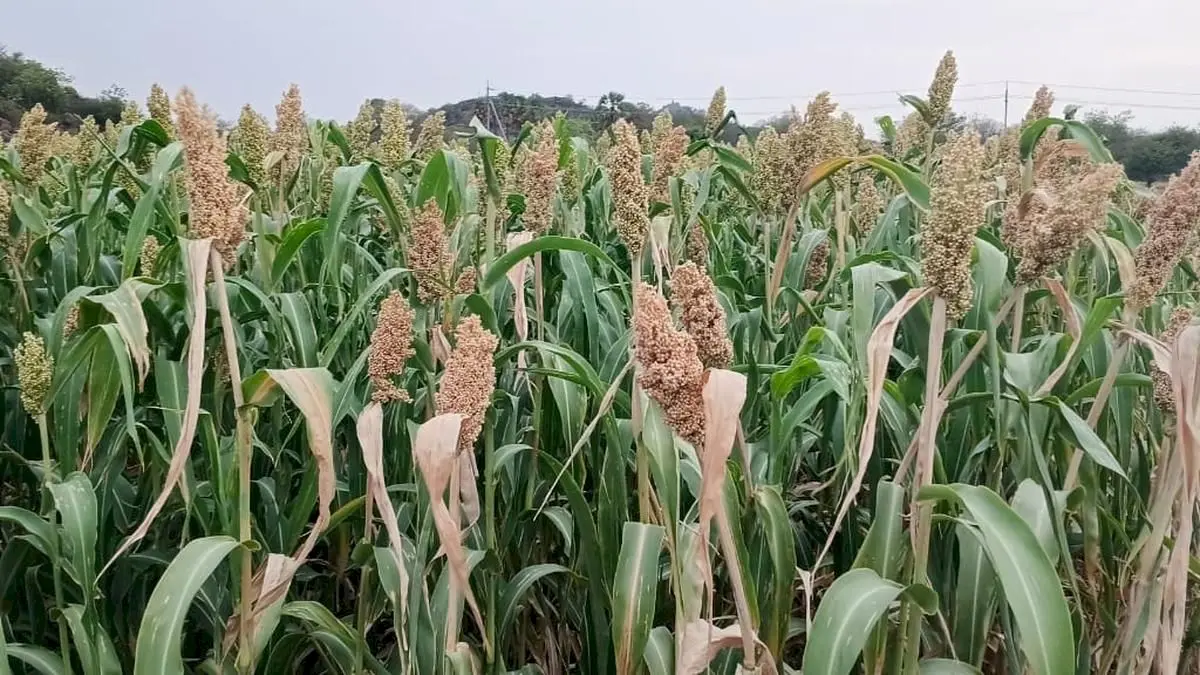 Tiruchi farmers urged to spray PPFM to beat drought