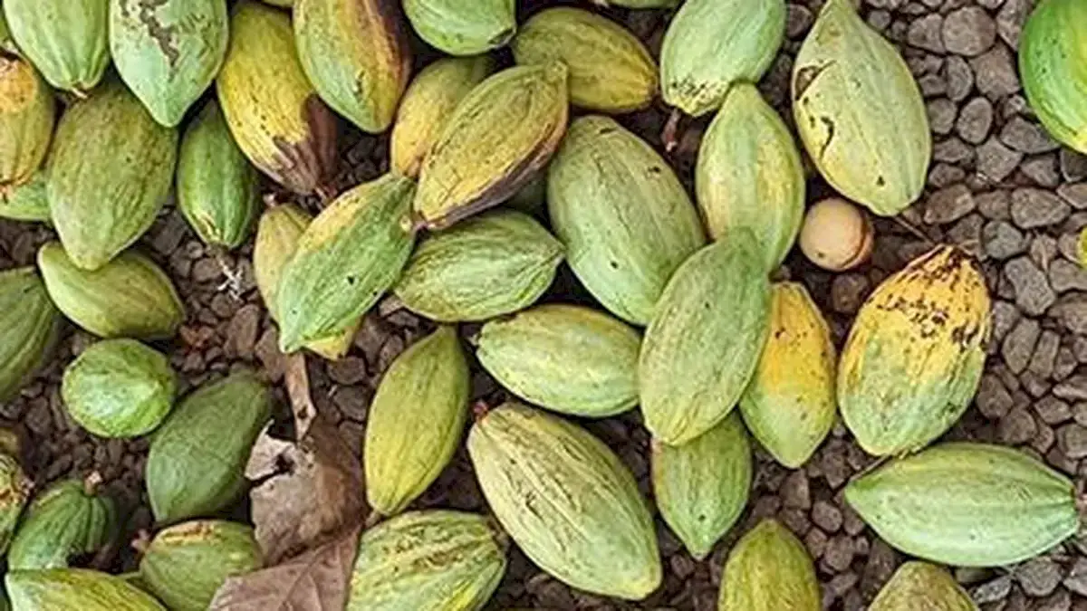 Campco seeks uniform tax rule, flags illegal arecanut imports