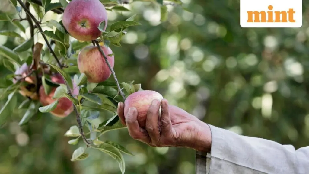 Himachal apple output drop 30% to keep prices high till Sept