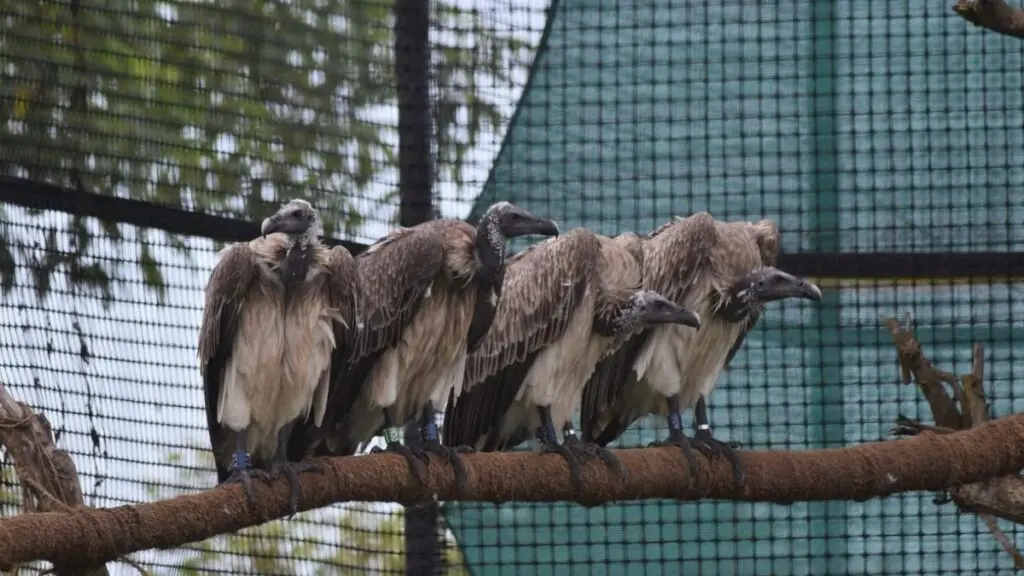 World's first captive-bred slender-billed vultures released in Assam