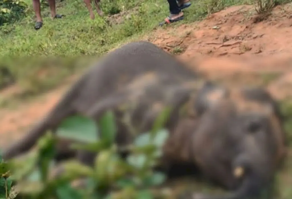 Elephant calf found dead in Odisha Kalahandi forest