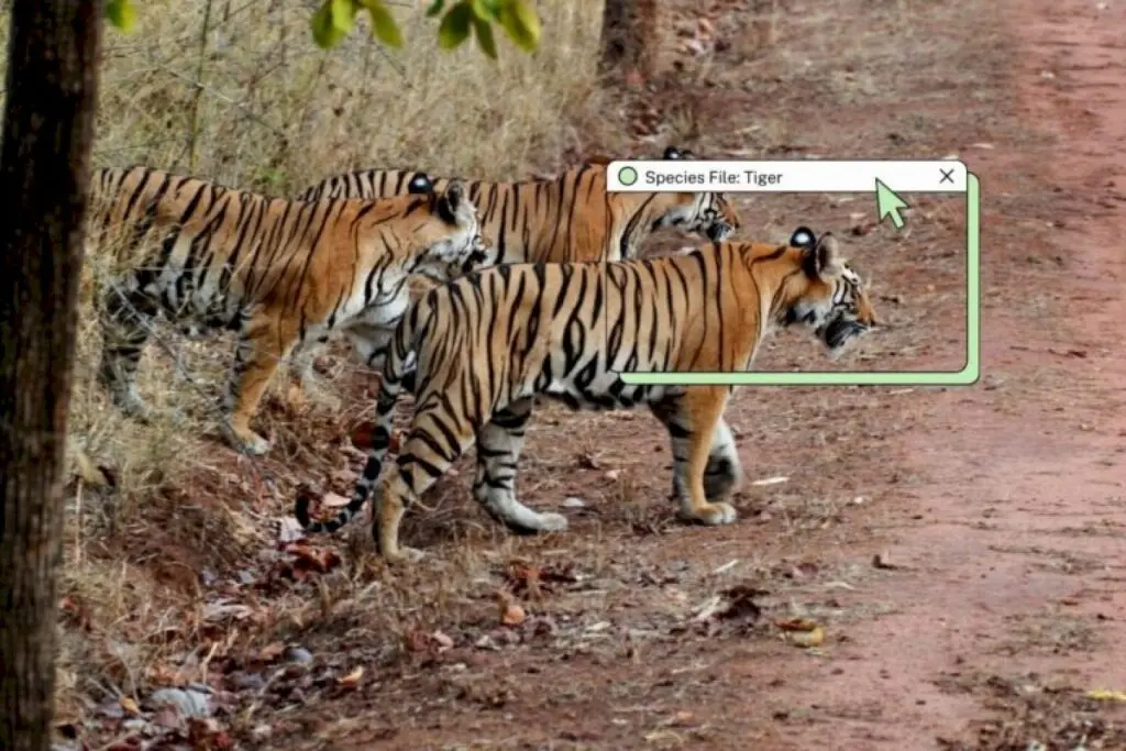 Why no two tigers have the same stripes in India
