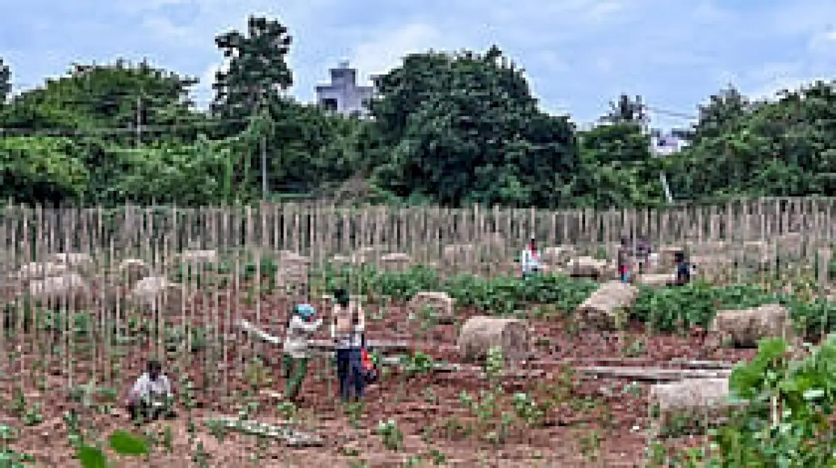 BDA to launch portal to track sapling health after record drive