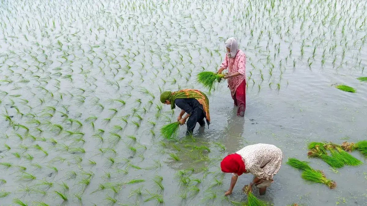 Women form 60% of farm workforce, Centre tells Lok Sabha