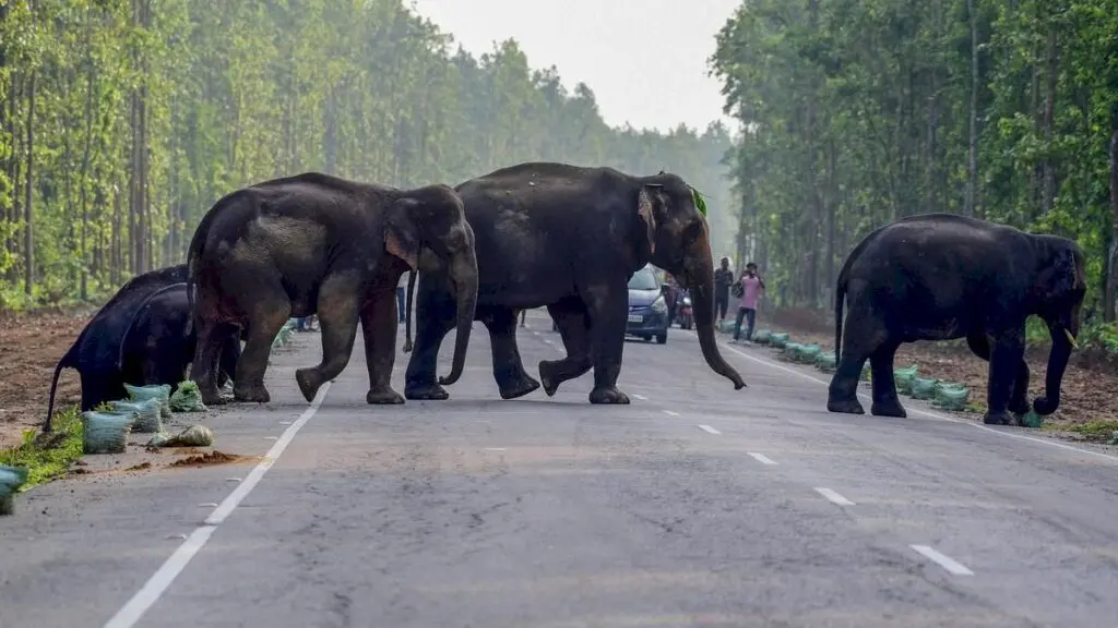 Environmentalists flag land use changes in elephant corridor