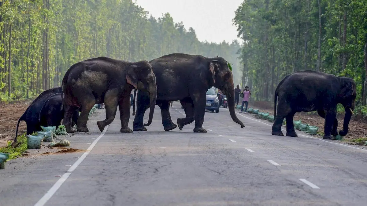 Environmentalists flag land use changes in elephant corridor