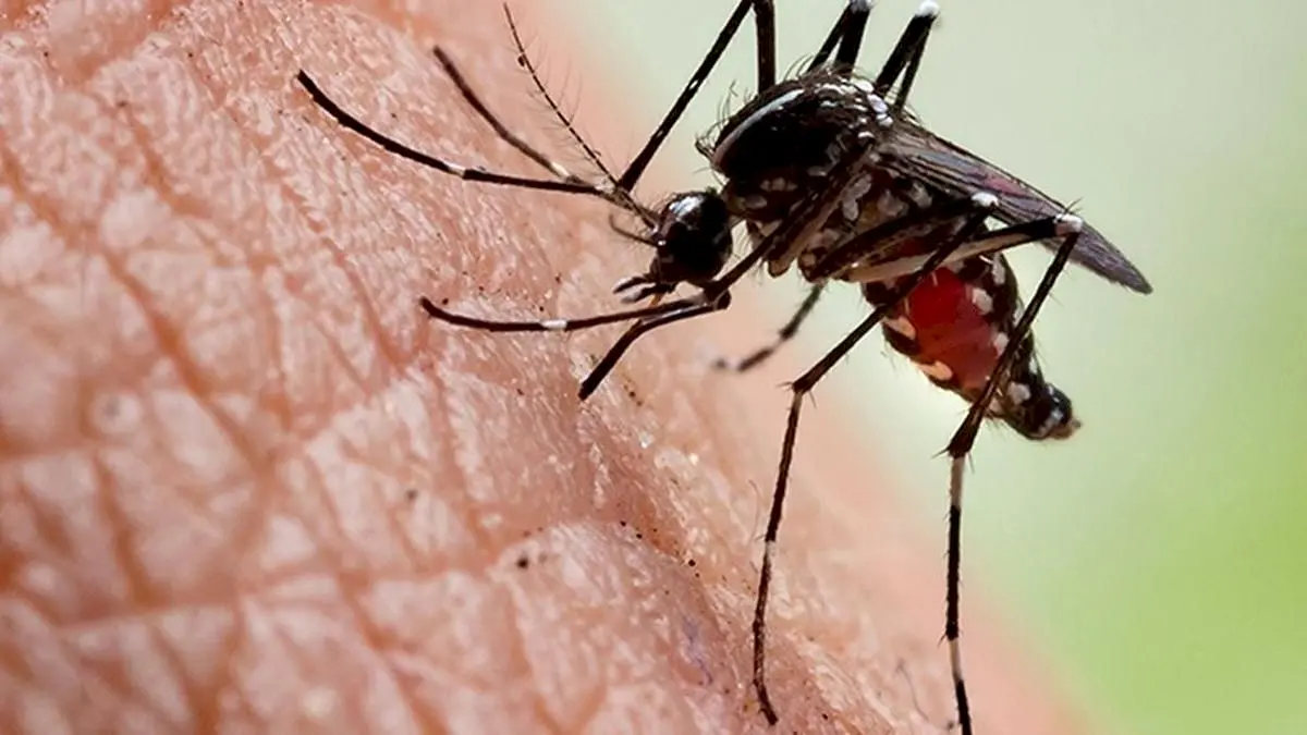 Kerala chikungunya cases hit 105, WHO warns of resurgence