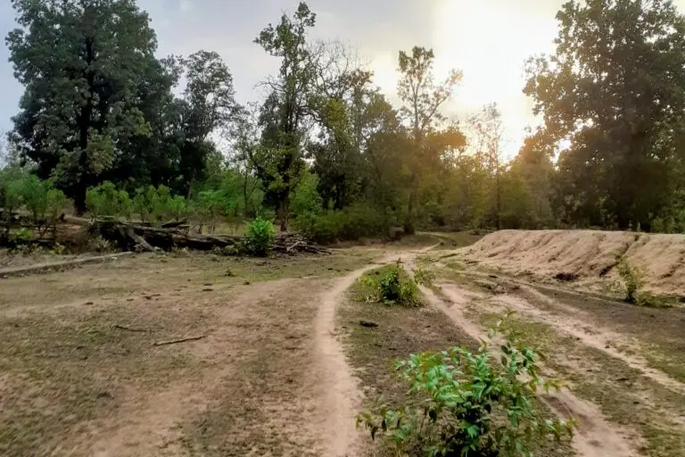 Herders quitting, skills for tiger coexistence disappearing