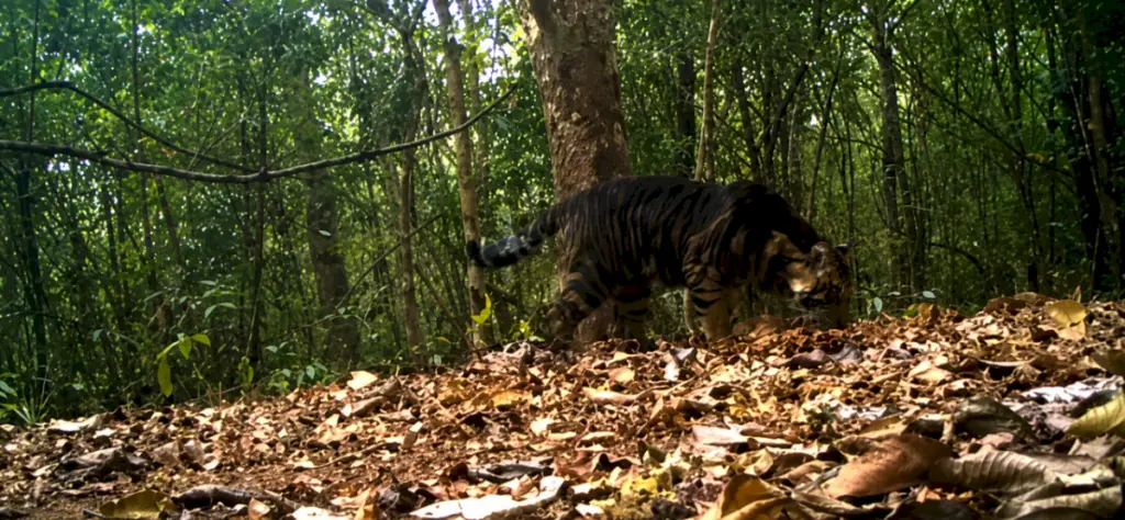 5-year-old tigress dies in Odisha's Similipal National Park