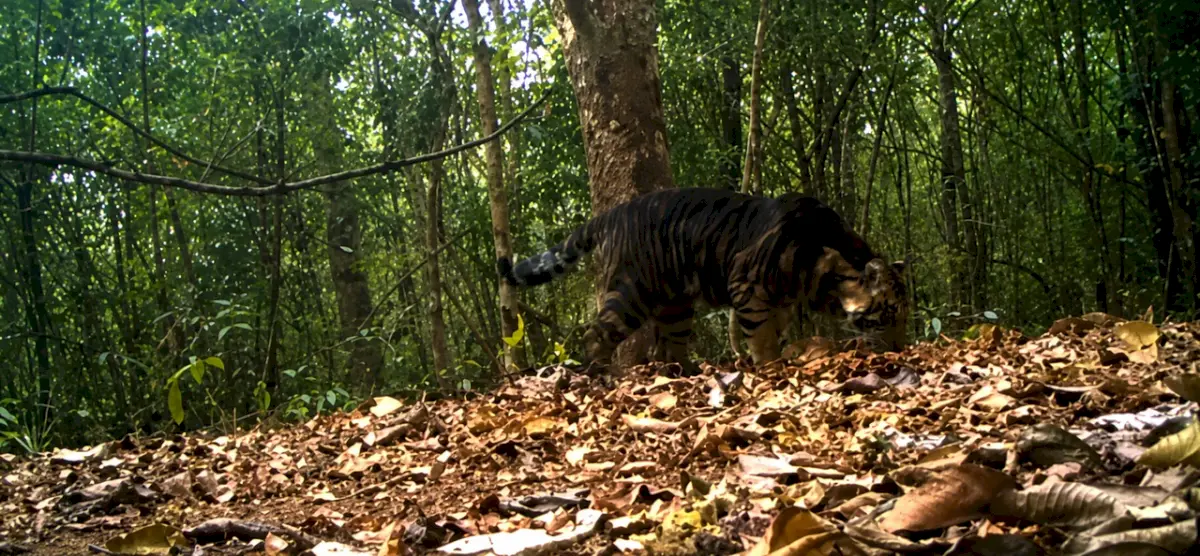 5-year-old tigress dies in Odisha's Similipal National Park