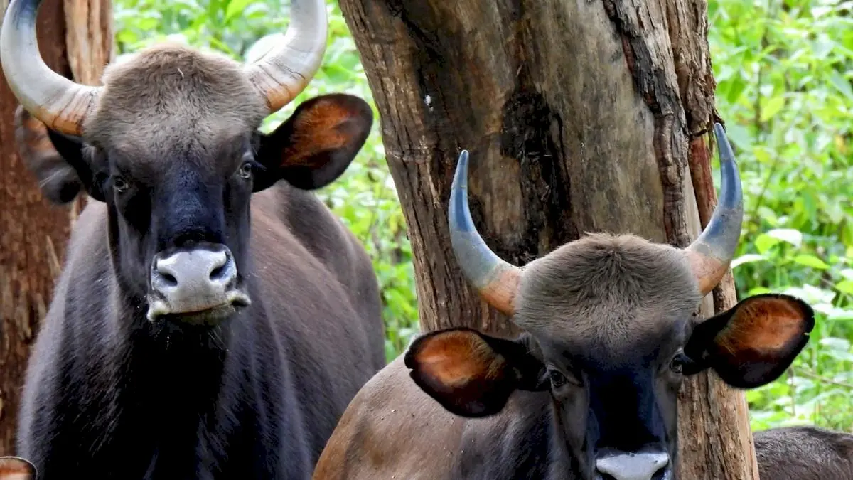 Andhra Pradesh to bring gaurs from central India for tiger prey