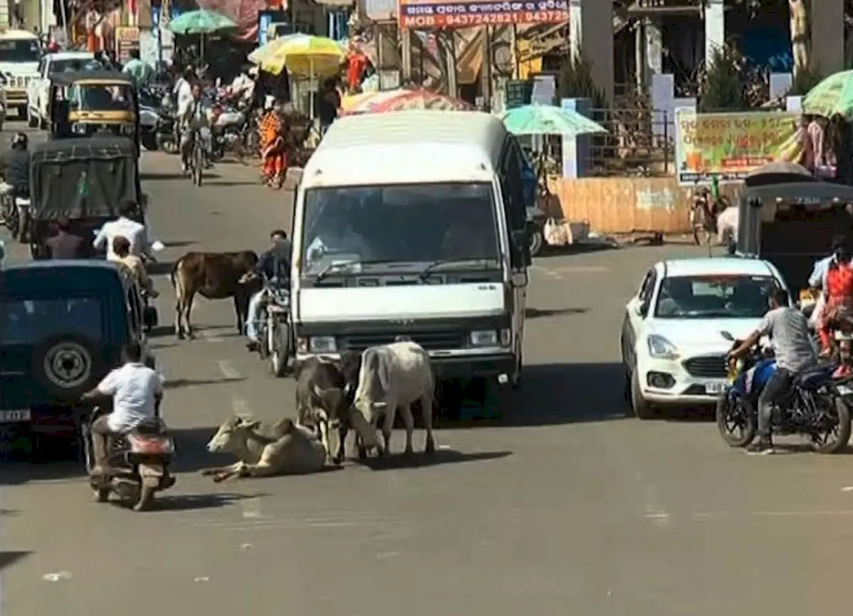 Odisha to build gaushalas every 100 km on highways