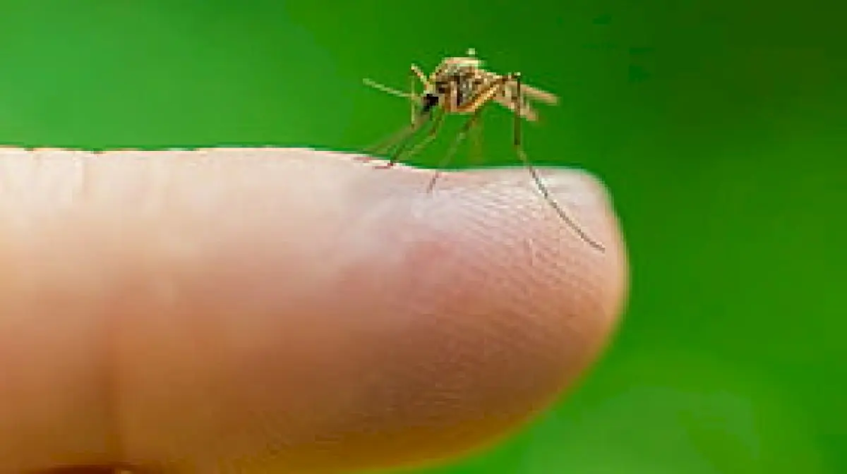 Mosquitoes pick favourite humans using scent and body heat