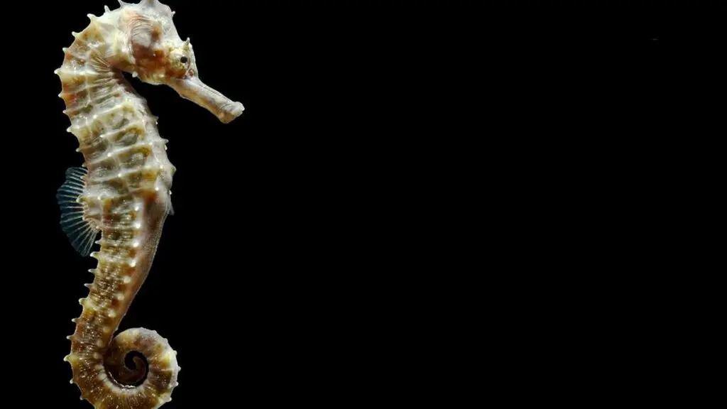 Kerala researchers solve 150-year confusion, discover new seahorse species