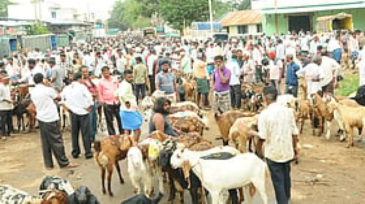 Tumakuru livestock market thrives but lacks basic amenities