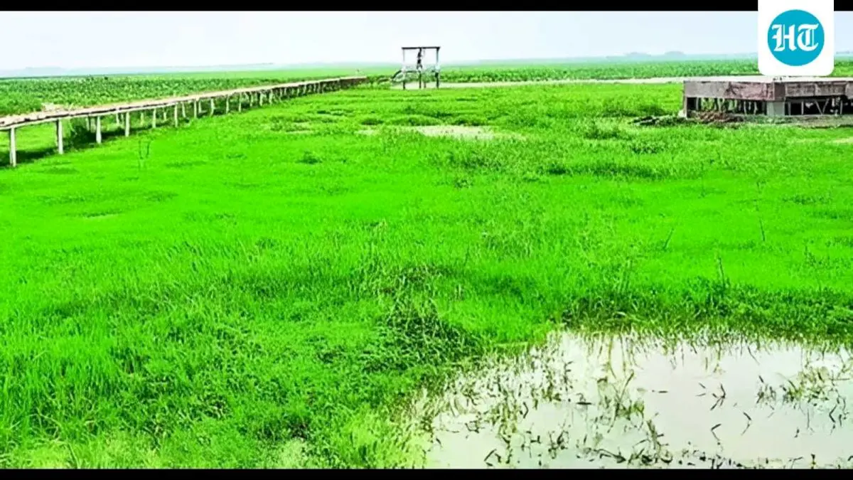Alwara Lake in Kaushambi set to become Ramsar site