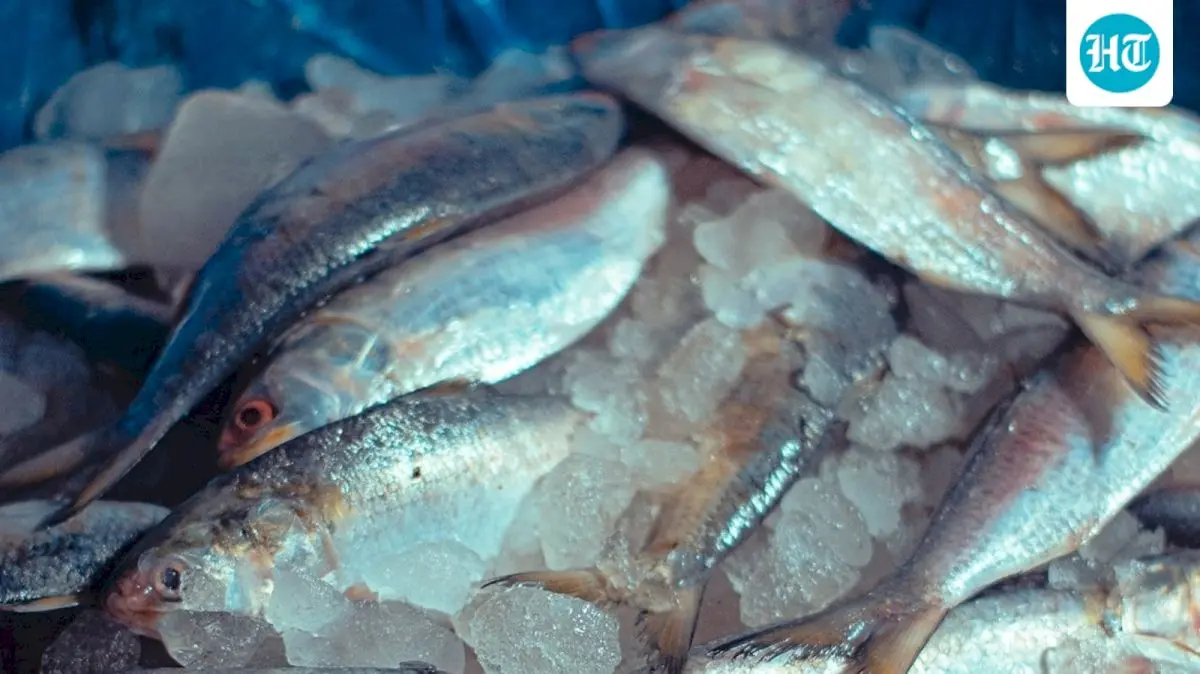 Hilsa reappears in Ganga at Ghazipur decades after vanishing
