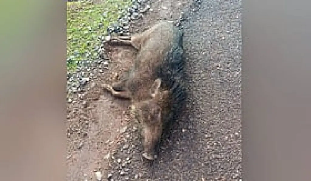 ASF confirmed in Udupi wild boars, pig farm shut