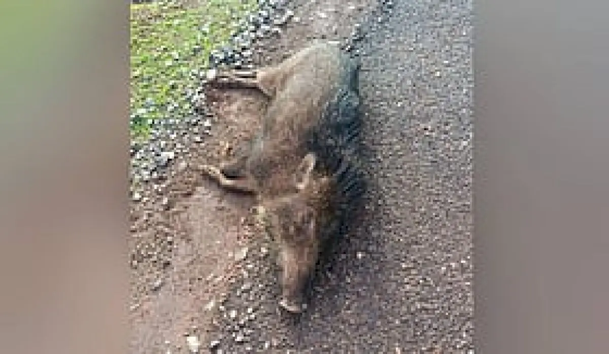 ASF confirmed in Udupi wild boars, pig farm shut