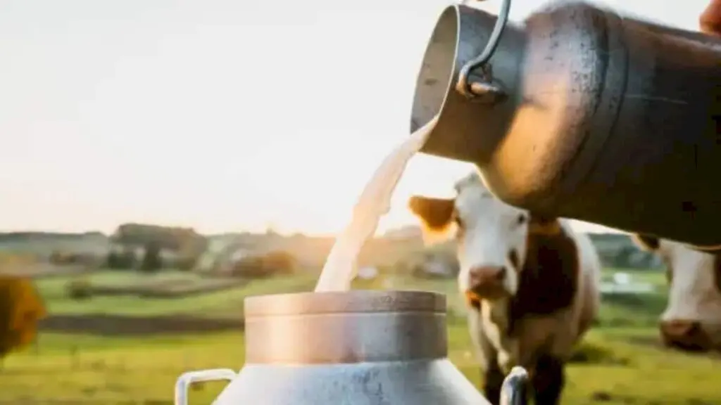 Maharashtra milk prices up Rs 2 per litre from August 11