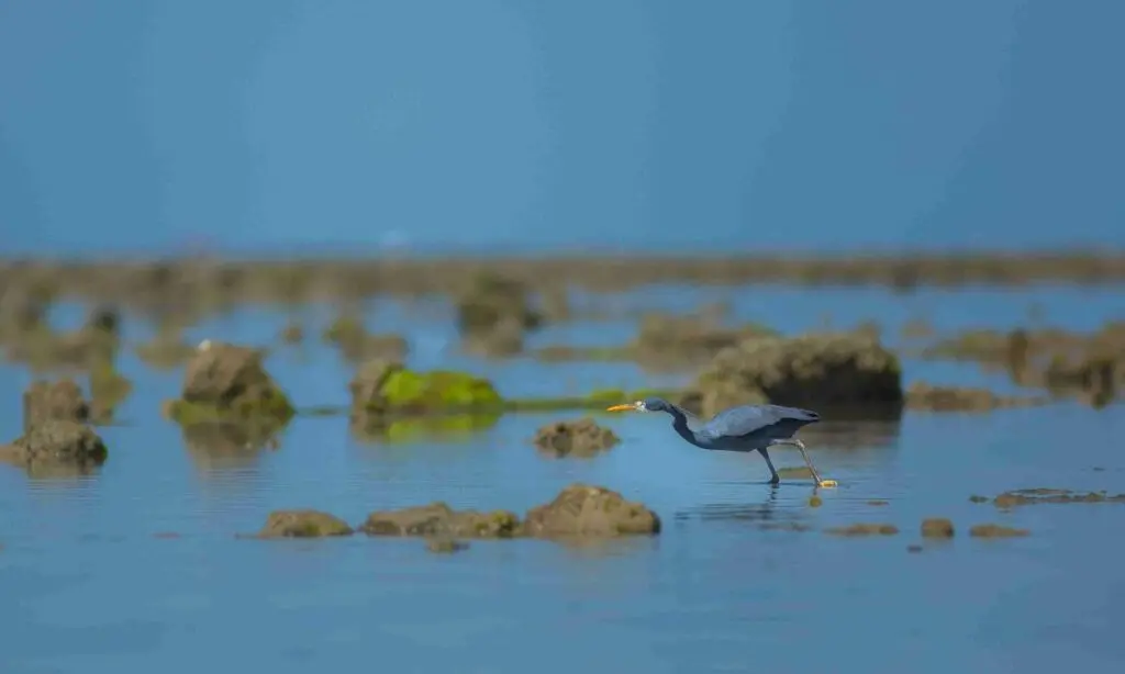 Bauxite mining cleared 1.6 km from India’s first marine sanctuary