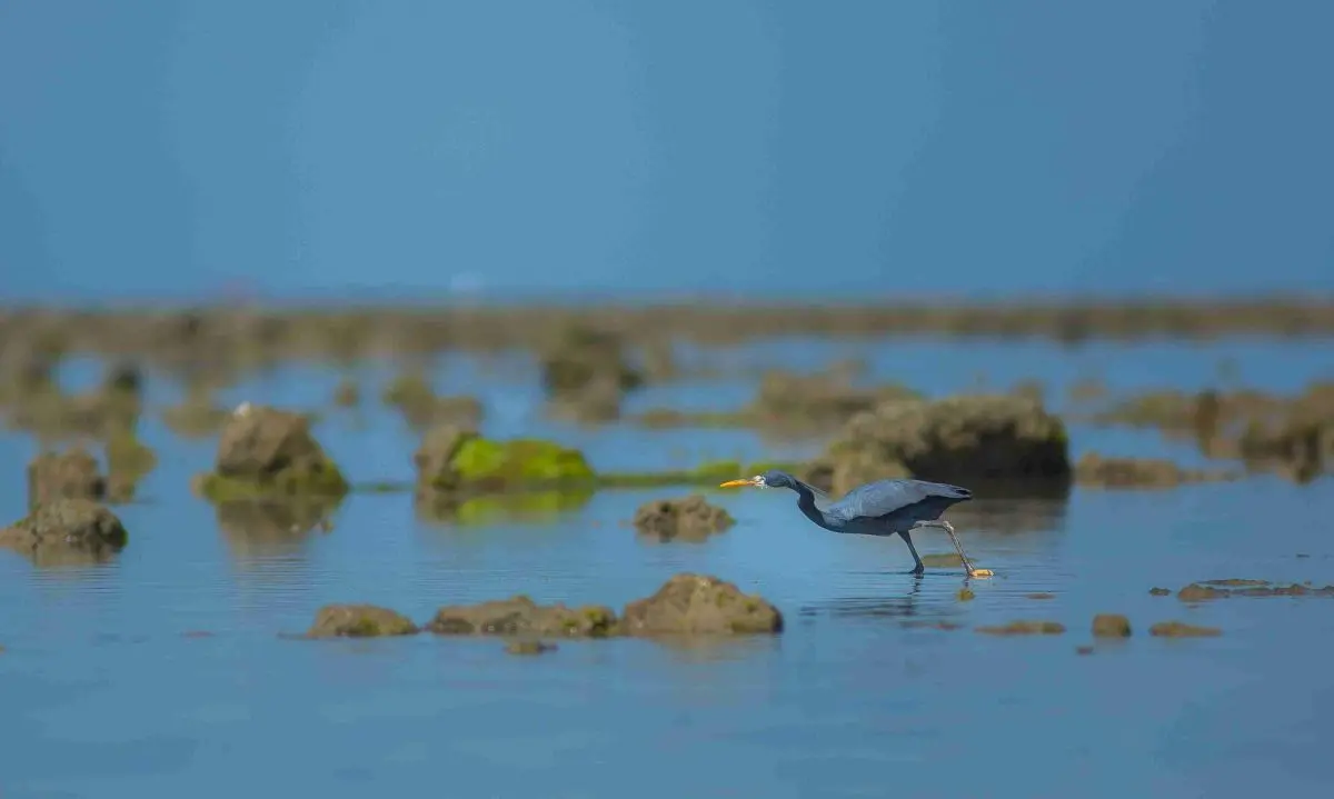 Bauxite mining cleared 1.6 km from India’s first marine sanctuary