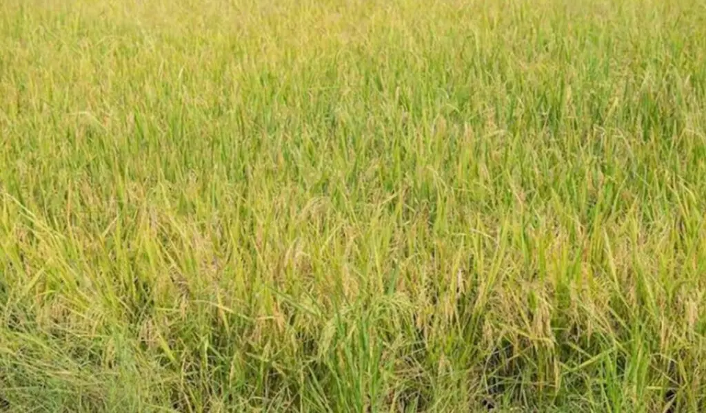Wild rice weed hits 150 acres, TN farmers seek aid
