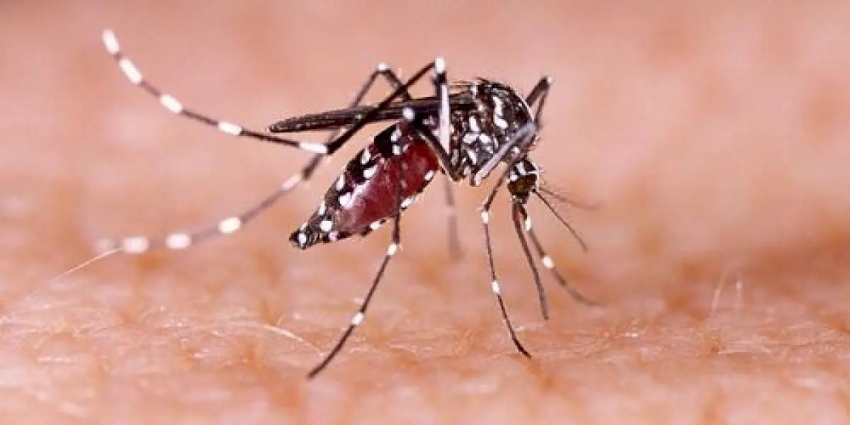 Bangladesh dengue outbreak kills 59, cases near 18,000
