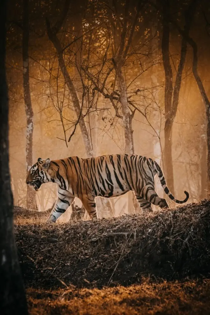 Kanha, Nagarhole: Two Tiger Reserves, Two Safari Tales