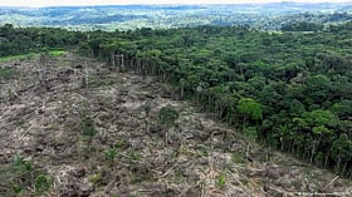 Amazon deforestation alerts fall to lowest since 2013, INPE says