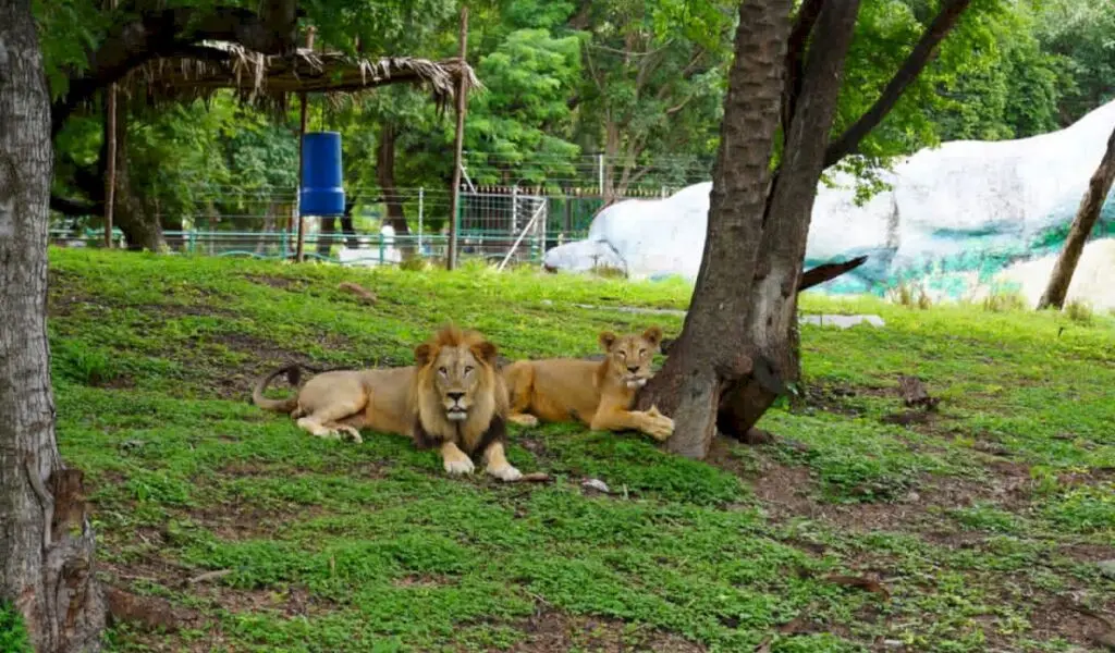 Nehru Zoo celebrates World Lion Day with keeper talks