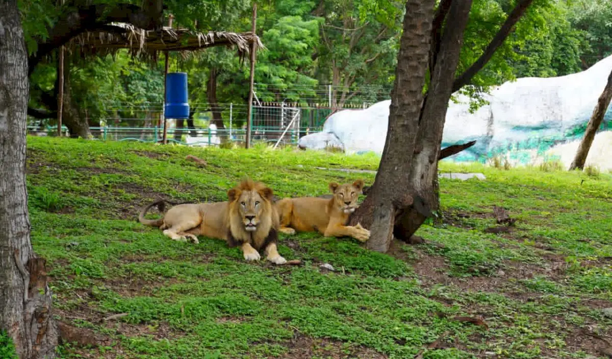 Nehru Zoo celebrates World Lion Day with keeper talks