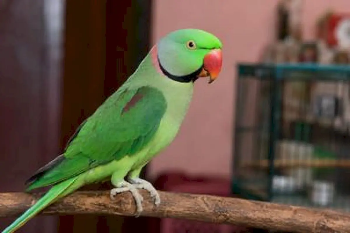 Retired soldier fasts, offers Rs 21,000 reward for lost parakeet Gopi