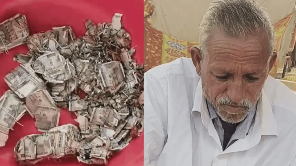 Termites Destroy Rs 5 Lakh Buried in Field by Rajasthan Farmer