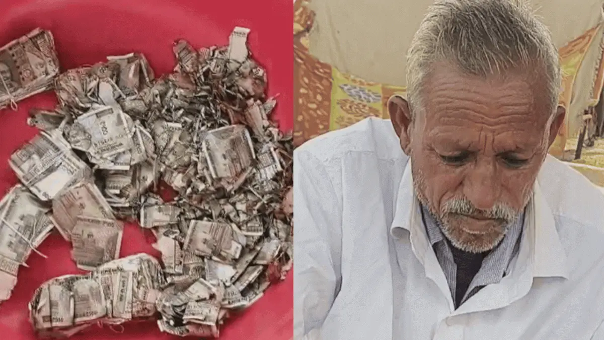 Termites Destroy Rs 5 Lakh Buried in Field by Rajasthan Farmer