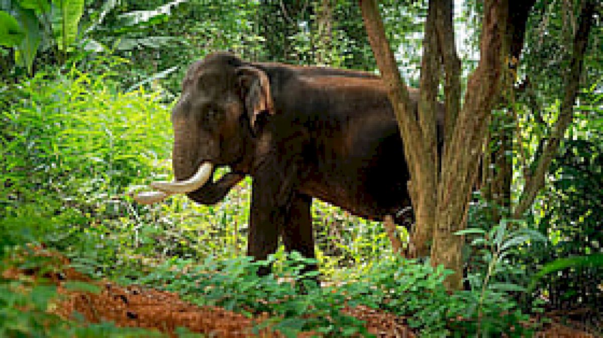 Forest watcher killed in wild elephant attack in Karnataka