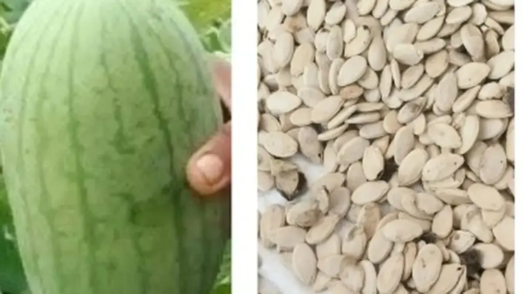 Watermelon farmers fear price crash as import rumours swirl
