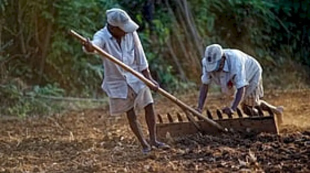 North Karnataka workers flock to Malnad for Rs 1,000 daily wage