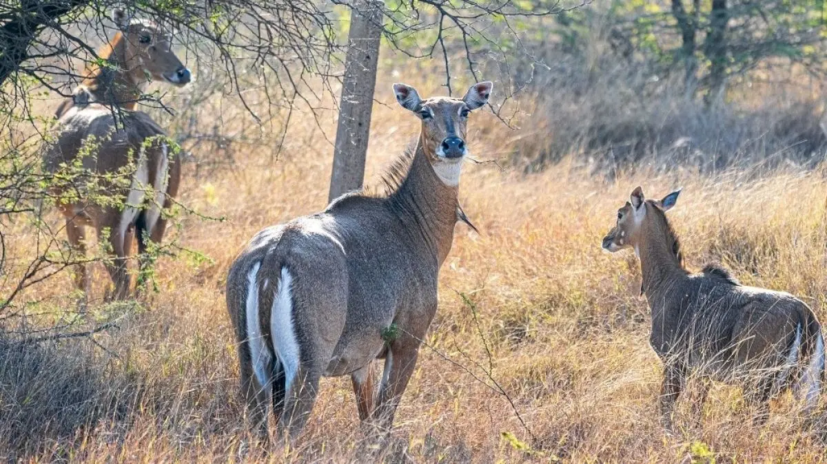 Nilgai from India turns feral invasive in Texas, disrupts ecology