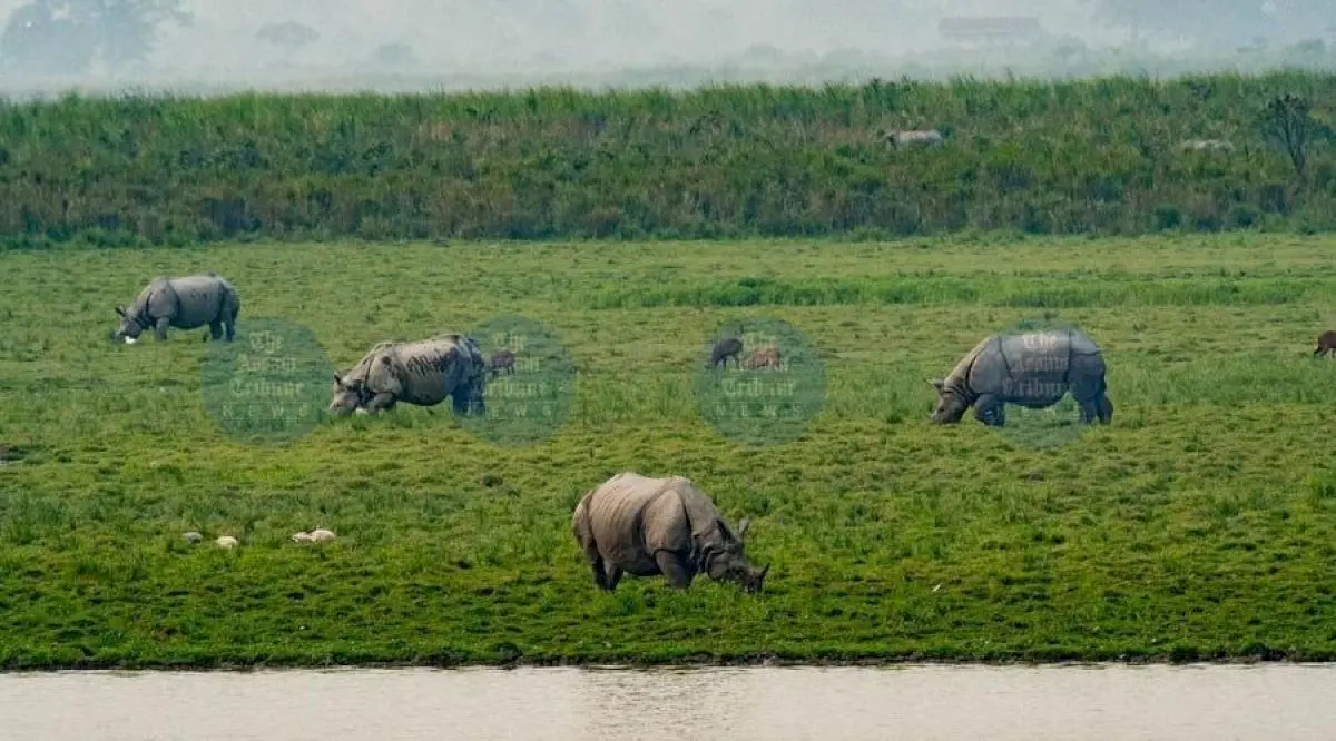 Assam seeks to cut Kaziranga eco-sensitive zone from 10 km to 1 km