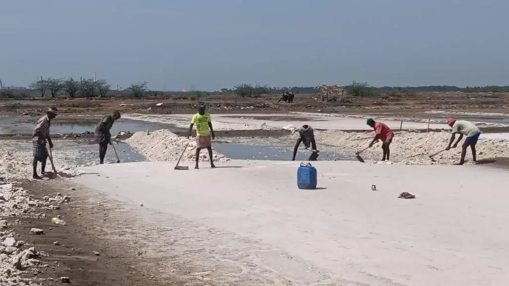 Salt makers urge Tamil Nadu CM to renew licences on state lands