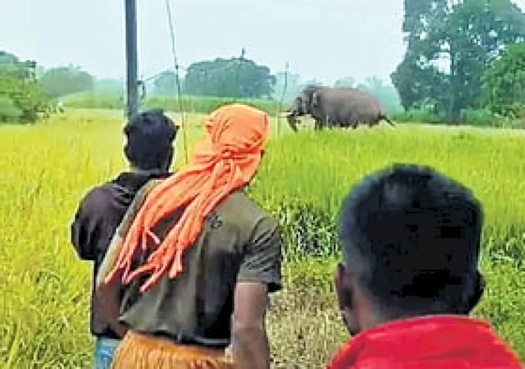 Tribal man arrested for chasing wild elephant near Aliyar